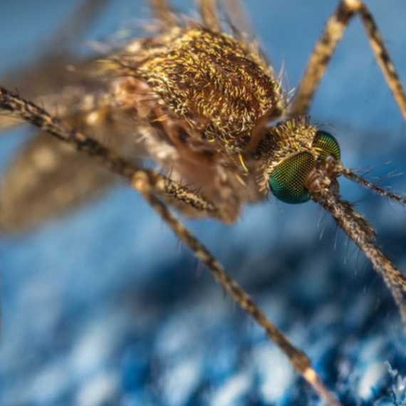 Alcune curiosità sulle zanzare e come combatterle efficacemente